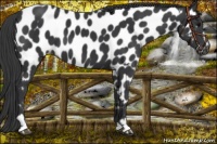 Horse Color:Black Sabino Near Leopard 