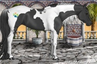 Horse Color:Smoky Black Tobiano 