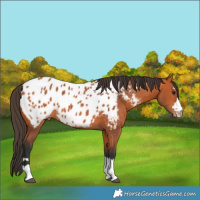Horse Color:Bay Appaloosa 
