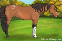 Horse Color:Bay Appaloosa 