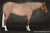 Horse Color:Silver Bay Roan Rabicano 
