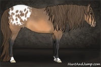 Horse Color:Buckskin Appaloosa