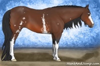 Horse Color:White Spotted Bay 