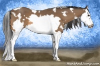 Horse Color:White Spotted Buckskin Splash Frame 