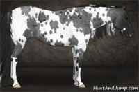 Horse Color:Gray White Spotted Blue Roan