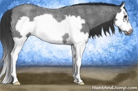 Horse Color:Blue Roan Splash Frame Rabicano 