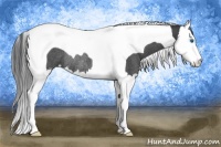 Horse Color:Blue Roan Splash Tobiano Rabicano
