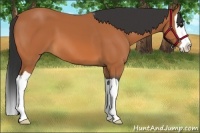 Horse Color:Bay Splash 
