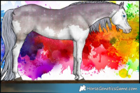 Horse Color:Painted Plaid  Chocolate Palomino Dun Splash 