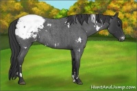 Horse Color:White Spotted Blue Roan Appaloosa