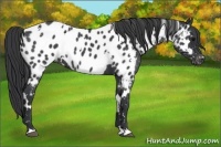 Horse Color:White Spotted Blue Roan Appaloosa 