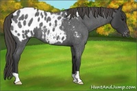 Horse Color:Smoky Blue Roan Appaloosa 