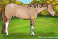 Horse Color:Bay Pearl 