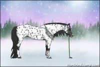 Horse Color:Black Sabino Appaloosa Rabicano