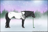 Horse Color:Black Sabino Appaloosa Rabicano 