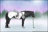 Horse Color:Black Sabino Appaloosa Rabicano
