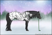 Horse Color:Black Sabino Appaloosa Rabicano