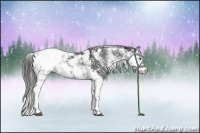 Horse Color:Black Sabino Snowcap Rabicano 