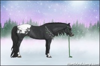Horse Color:Black Sabino Varnish Rabicano