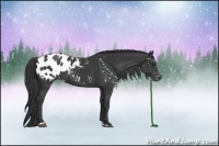 Horse Color:Black Sabino Appaloosa Rabicano
