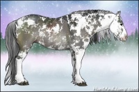 Horse Color:Grullo Sabino Rabicano