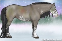 Horse Color:Grullo Sabino Brindle 