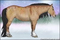 Horse Color:Brown Dun Sabino 