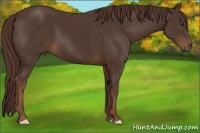 Horse Color:Liver Chestnut 