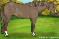 Horse Color:Liver Red Dun Sabino 