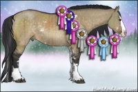 Horse Color:Brown Dun Sabino Splash Rabicano Brindle