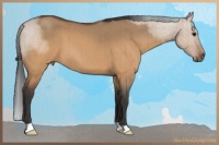 Horse Color:Brown Roan Dun Brindle 