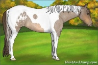 Horse Color:Buckskin Roan Tobiano Appaloosa