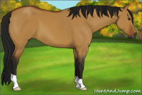 Horse Color:Gray Buckskin Dun 