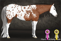Horse Color:Gray Buckskin Splash Appaloosa
