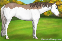 Horse Color:Gray Perlino Splash 