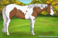Horse Color:Gray Silver Buckskin Splash Tobiano 
