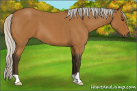 Horse Color:Gray Silver Buckskin Roan 