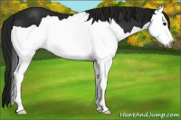 Horse Color:Gray Smoky Black Splash