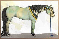 Horse Color:Buckskin Dun 