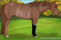 Horse Color:Chestnut Rabicano 