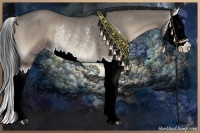 Horse Color:Grullo Onyx Sabino Splash Rabicano