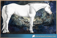 Horse Color:Silver Grullo Sabino Near Leopard 