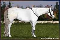 Horse Color:White Spotted Liver Red Dun Pearl Onyx Sabino Rabicano Brindle 