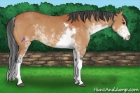 Horse Color:Bay Sabino 