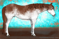 Horse Color:Gray White Spotted Chestnut 
