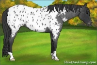 Horse Color:Blue Roan Appaloosa 