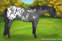 Horse Color:Blue Roan Appaloosa Rabicano 