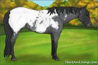 Horse Color:Blue Roan Appaloosa 
