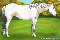 Horse Color:Amber Cream Champagne Dun Splash Tobiano