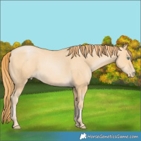 Horse Color:Buckskin Pearl 
